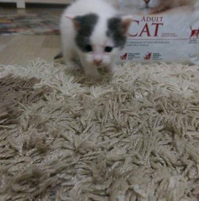 Yavru Kedilerime Acil Yeni Yuva Arıyorum, Bursa