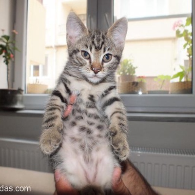 Sevgi Dolu Kedicik Yuva Arıyor, Bursa