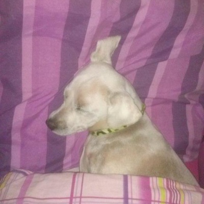 Bursaa İrma Kız Sıcak Yuvasını Arıyor Tamamen  Ücretsiz Bir Terrier, Bursa