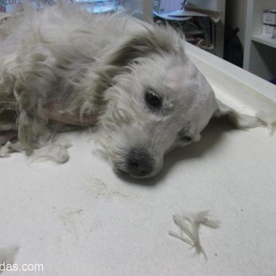 Bursaa İrma Kız Sıcak Yuvasını Arıyor Tamamen  Ücretsiz Bir Terrier, Bursa