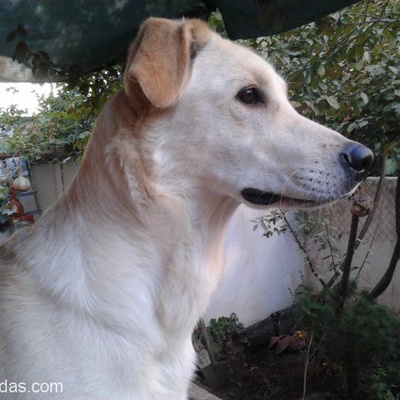 2Yaşında Eğitimli Labrodor Golden Kırması Köpeğime Yuva Arıyorum, İzmir