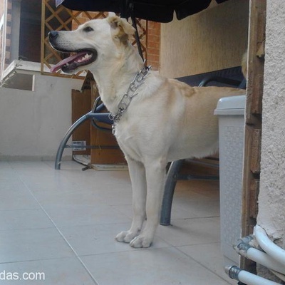 2Yaşında Eğitimli Labrodor Golden Kırması Köpeğime Yuva Arıyorum, İzmir
