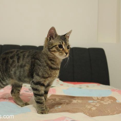 Bengal Desenli 3.5 Aylık Dişi Kedi, Beylikdüzü, İstanbul