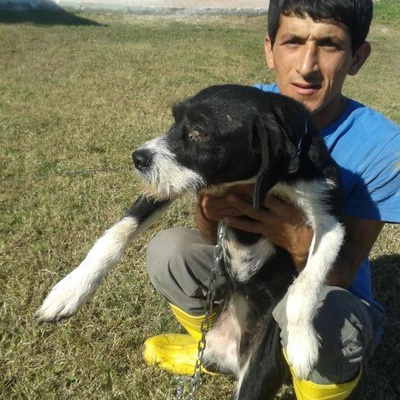 Rehabilitasyon Merkezi Kimsesiz Köpekler, Antalya