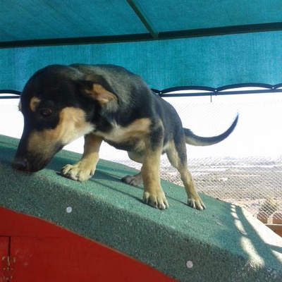 Rehabilitasyon Merkezi Kimsesiz Köpekler, Antalya