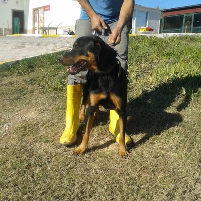 Rehabilitasyon Merkezi Evsiz Köpek, Antalya
