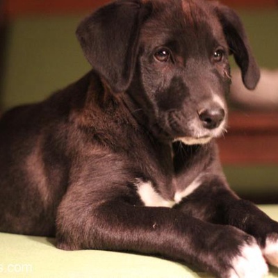 İki Aylık İki Aşılı Sokak Köpeği Yavrumuz Yuva Arıyor, İzmir