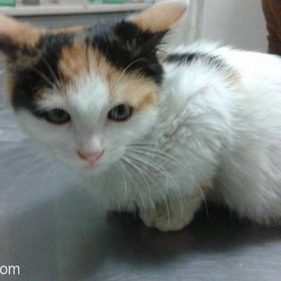 Ankara'Da Acil 1.5 Aylık Kedi Yuva Arıyor, Ankara