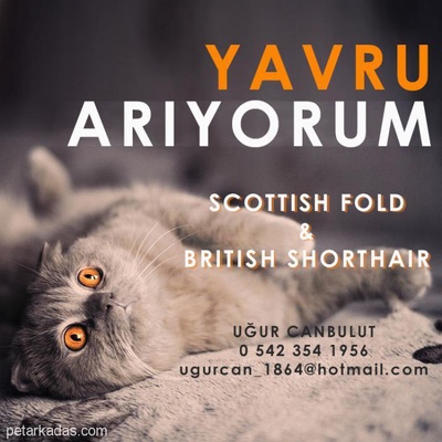 Scottish Fold - British Shorthair Yavrusu Arıyorum, Kütahya