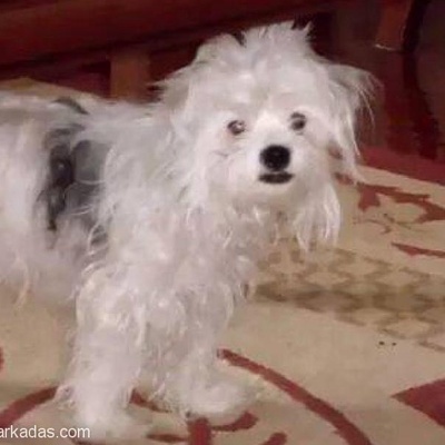 Beyaz Teriyer Köpeğim Çalındı Yada Kayboldu Lütfen Yardım Edin, Gaziantep