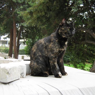 Kedi Sahiplenmek İsteyenlerin Dikkatine..., İstanbul