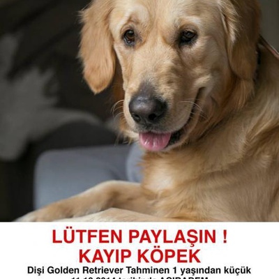 Golden Retriever, İstanbul
