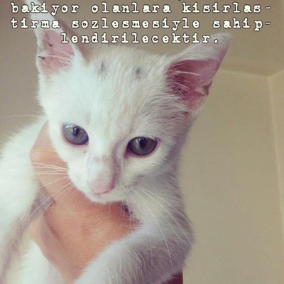 Kedi Arıyorsanız Mutlaka Bu İlana Bakın - Yavru Kediler, İstanbul