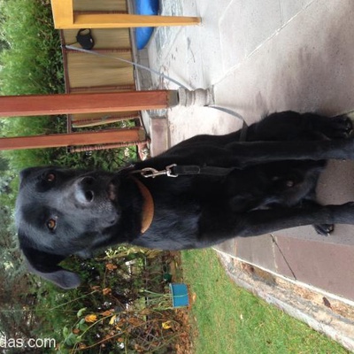 Bu Güzel Oğlan Yeni Sahibini Arıyor Siyah Labrador Kırma Ankara, Ankara