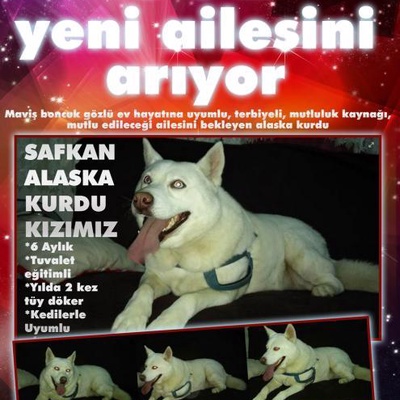 Safkan Dişi Alaska Kurdu - 6-7 Aylık, İstanbul