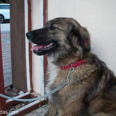 Genç Akıllı Kısırlaştırılmış Dişi Köpek Kendine Ev Arıyor., Antalya