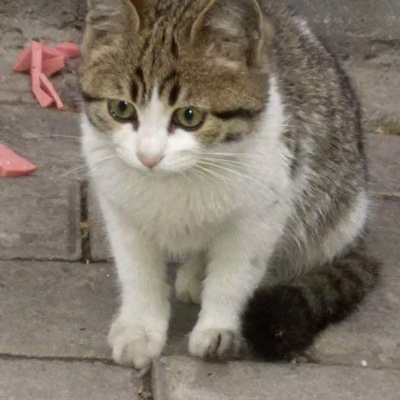 Tekir Bebek Kedi Arıyorum, Bursa
