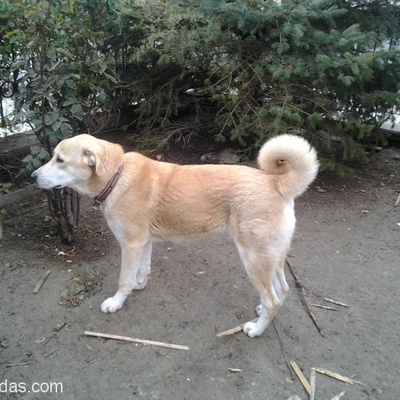 Çiftlikler İçin Çok Uygun 10 Aylık Erkek Köpek, Ankara