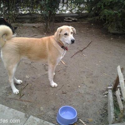 Çiftlikler İçin Çok Uygun 10 Aylık Erkek Köpek, Ankara