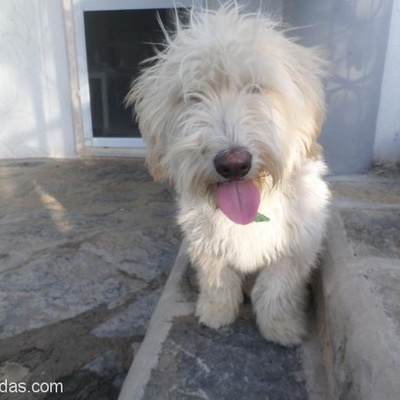 Bodrum-10 Aylık Safkan Krem Rengi 1 No. Maltese Terrier- Kızımız-Kısırlaştırılmış, Muğla