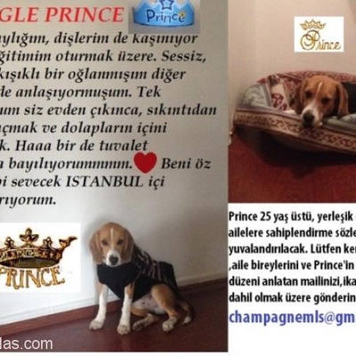 6 Aylık Beagle Prınce 'E Tatlı Bır Yuva, İstanbul