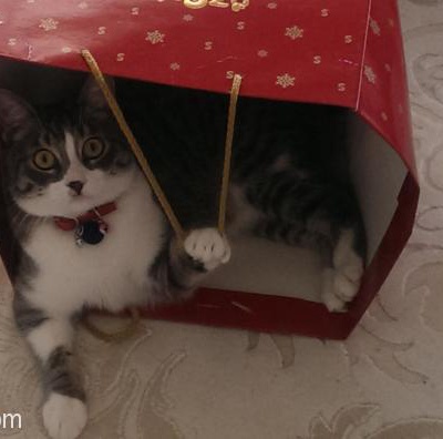 Ev Kedime,Kedi Bakımında Deneyimli Yeni Bir Ev Sahibi Arıyorum!, Ankara