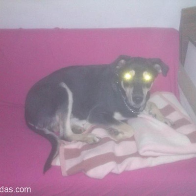 Bursa 1.5 Yaşında Rottweiler Doberman Kız Yuva Arıyor, Bursa