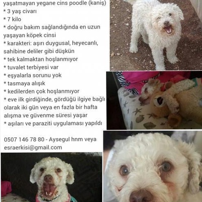 Kaniş(Poodle) Çakıl Yuva Bekliyor!, Ankara, İstanbul