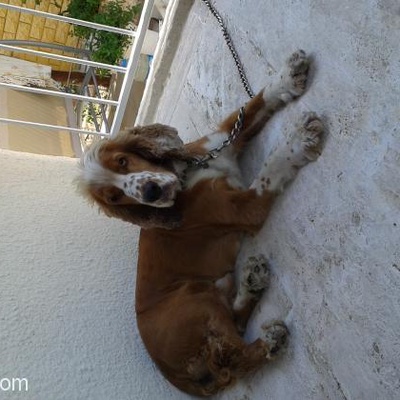 2.5 Yaşında İngiliz Cocker Cinsi Köpeğimi Sahiplendirmek İstiyorum/Karşıyaka, İzmir