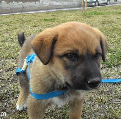 Acil Ankara 2 Aylık Sokak Köpeği Erkek Çok Tatlı Sokak Köpeği Diye Bakmadan Geçme, Ankara