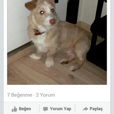 Küçük Terrier Yuva Arıyor, İstanbul