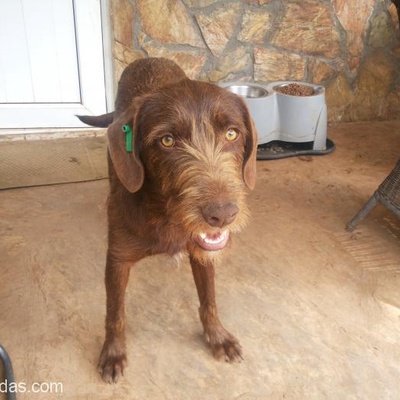 Evden Atılmış Eğitimli Labrador Melezi Lara'Ya Ömürlük Yuva, Antalya