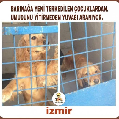 Barinaga Terkedilen Cooker Yuva Ariyor!, İzmir