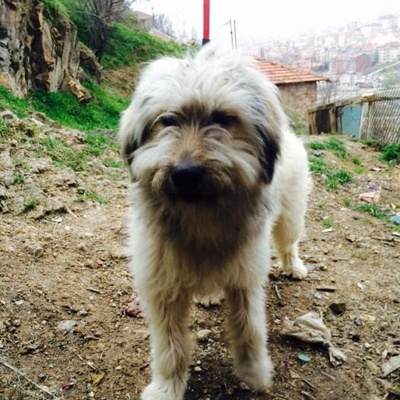 Safkan Katalan Çoban Köpeği Acil Yuva, Ankara
