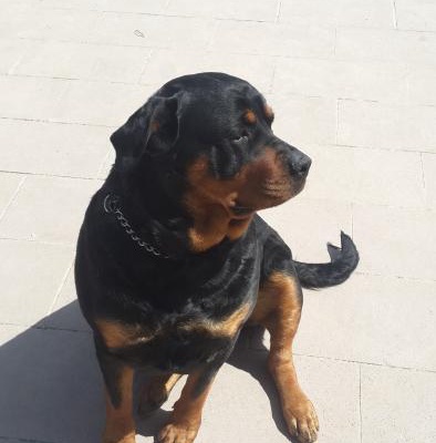 2 Yaşında Mükemmel Dişi Koca Kafa Rottweiler, Lütfen Sadece Aile Ve Villa'Da Bakacaklar Arasın, Ankara