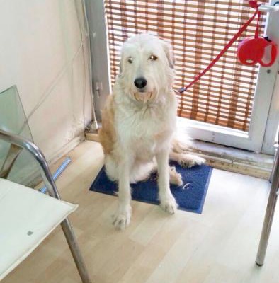 Çocuklara Bayılan Büyük Boy 4 Numara İrlanda Terrier'İ, İzmir