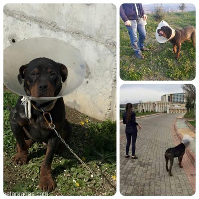 Sokağa Hasta Şekilde Atılan Safkan 9 Aylık Rottweiler Ömürlük Yuvasını Arıyor !!!, Kocaeli (İzmit)
