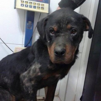 Sokağa Hasta Şekilde Atılan Safkan 9 Aylık Rottweiler Ömürlük Yuvasını Arıyor !!!, Kocaeli (İzmit)