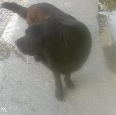 Sokağa Terkedilmiş Labrador, İstanbul