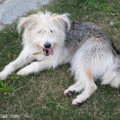 Gümüş Rengi Terrier Deyzi,Bodrum-Muğla, Muğla, Muğla