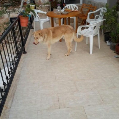 Bu Köpeciğin Bir Hafta İçinde Kalacak Yeri Kalmayacak :( İzmir/Ankara, İzmir