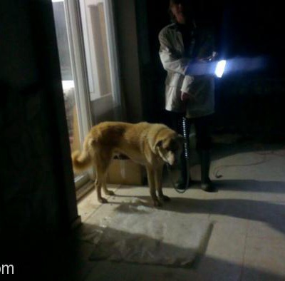 Bu Köpeciğin Bir Hafta İçinde Kalacak Yeri Kalmayacak :( İzmir/Ankara, İzmir