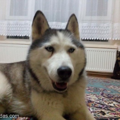 Ankara Keçiören İncirli Basınevleri'Nde Kaybolan 3 Yaşında Kız Husky Cinsi Köpek, Ankara