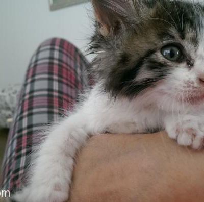 Mersin'De 45 Günlük Yavru Kediye Yuva Arıyoruz, İçel (Mersin)