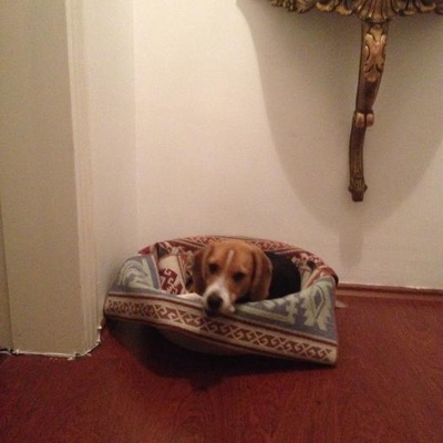Beagle Prince'E Masallardaki Gibi Bir Yuva, İstanbul