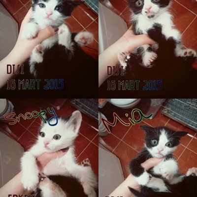 4 Sevimli Tuxedo Cat, Eskişehir