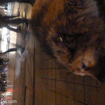 Taksim Meydanı'Nda Safkan Alman Çoban Köpeği, İstanbul