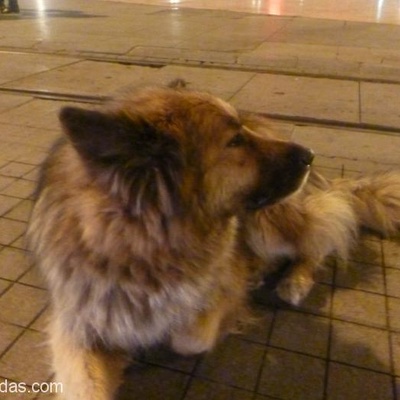 Taksim Meydanı'Nda Safkan Alman Çoban Köpeği, İstanbul
