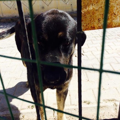 Rottweiler Kırması Çocuk, Ankara