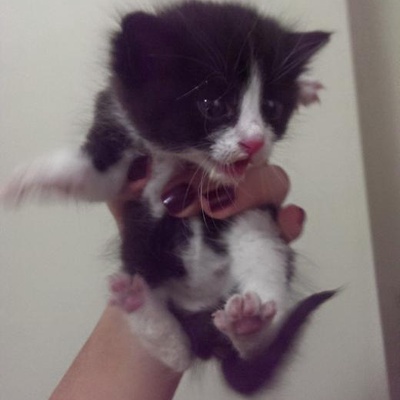 Yeni Doğmuş Bebek Kedi Acil Yuva Arıyor, Adana